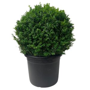 Buxo - Buxus sempervirens (vaso 23cm)
