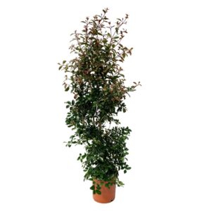 Eugénia - Eugenia myrtifolia 'Newport' (24 cm pot, 1.80 m)