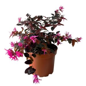Loropetalo - Loropetalum chinensis (vaso 19cm)