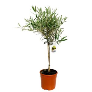 Oliveira - Olea europea (vaso 20cm)