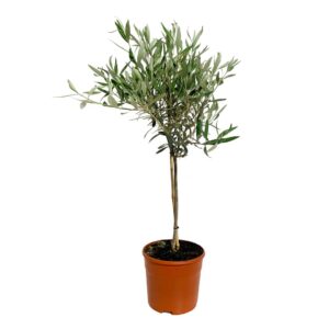 Olive tree - Olea europea (17 cm pot)