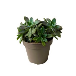 Graptopetalum paraguayense succulent (14 cm pot)