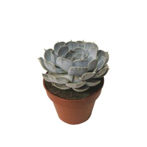 Echeveria Lilacina Succulent (14cm pot)