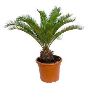 Sago Palm - Cycas revoluta (17cm pot)