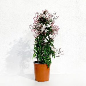Jasmim dos Poetas - Jasminum polyanthum (vaso 24cm)