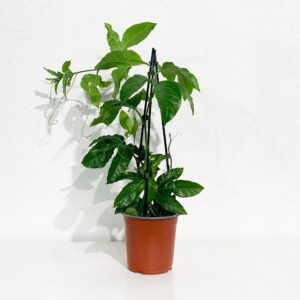 Passion Fruit - Passiflora edulis (24cm pot)