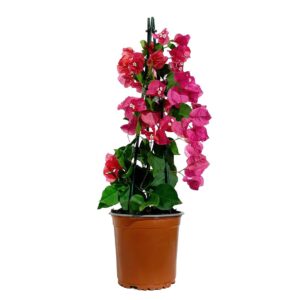 Bougainvillea - Bougainvillea sp (14 cm pot)