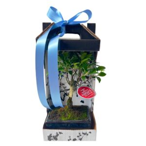 Bonsai Ficus 5 Years - Ficus retusa