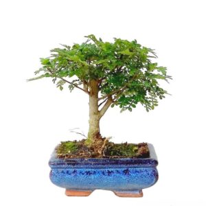 Bonsai Zanthoxylum 5 anos - Zanthoxylum Piperitum