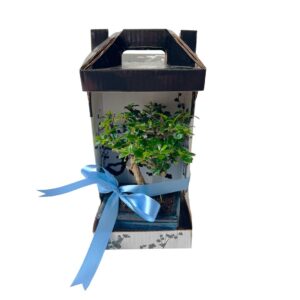 Bonsai Carmona 5 anos - Ehretia buxifolia