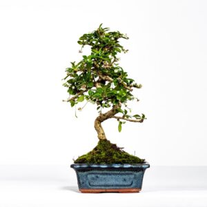 Bonsai Carmona 6 anos - Ehretia buxifolia