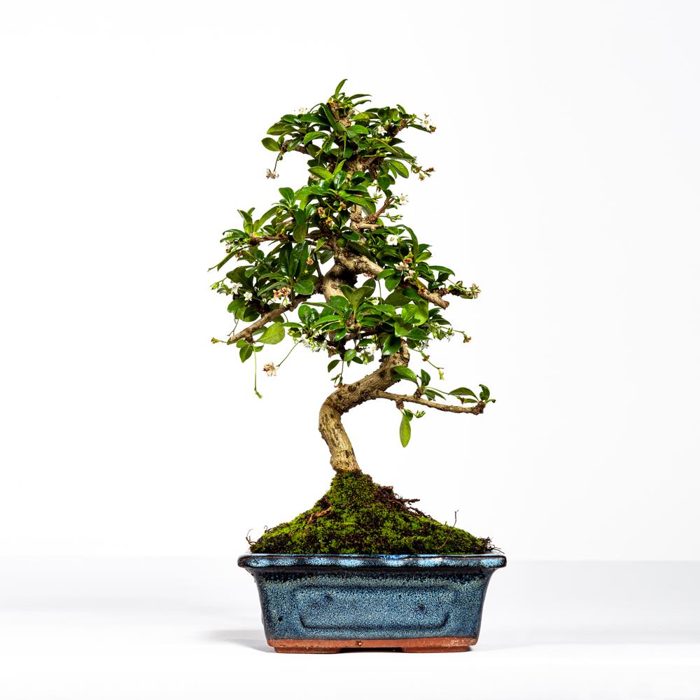 Bonsai Carmona 6 anos – Ehretia buxifolia