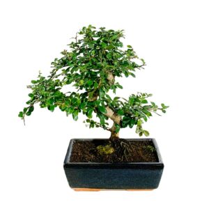 10-year-old Carmona Bonsai - Ehretia buxifolia
