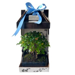 Bonsai Ulmeiro 5 anos - Ulmus parvifolia