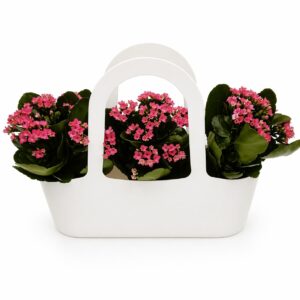 Bolsa com 3 Flores da Fortuna - Kalanchoe blossfeldiana (3x vaso 10cm, várias cores)