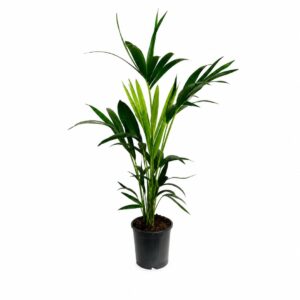 Palmeira Kentia - Kentia forsteriana (vaso 17cm)