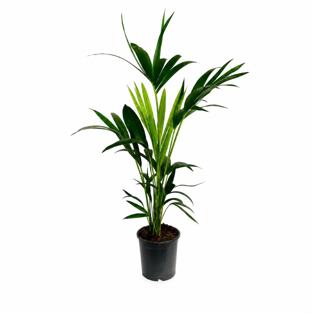 Palmeira Kentia – Kentia forsteriana (vaso 17cm)