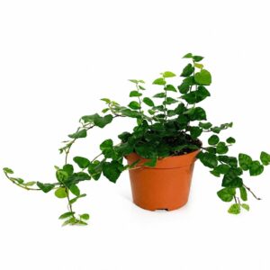 Ficus trepadeira - Ficus pumila (vaso 10cm)