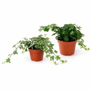 English Ivy - Hedera helix (1 pc, 9 cm pot)