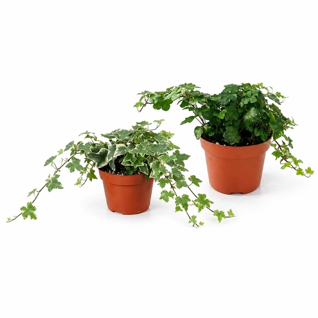 Hera Inglesa – Hedera helix (1und, vaso 9cm)