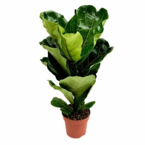 Ficus Lyrata (vaso 24cm)