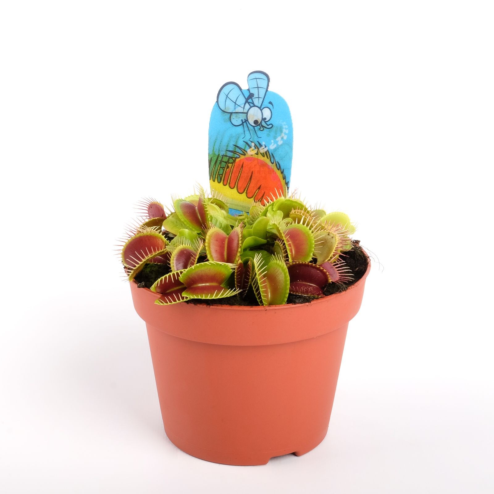 Carnívora – Dionaea muscipula