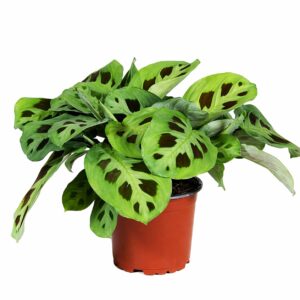 Maranta Verde - Maranta leuconeura 'kerchoveana' (vaso 12cm)