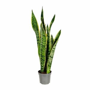 Espada de Sta. Bárbara - Sansevieria trifasciata 'Laurentii' (vaso 12cm)