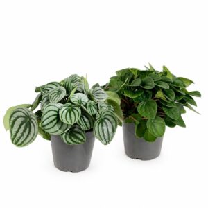 Peperomia - Peperomia argyreia/Peperomia argyreia 'Watermelon' (1 unit, 17 cm pot)