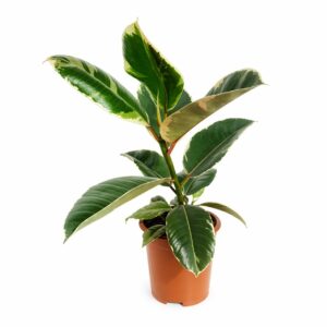 Ficus Tineke - Ficus elastica 'Tineke' (vaso 14cm)
