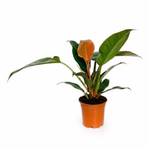 Filodendro Imperial Vermelho - Philodendrum Imperial Red (vaso 17cm)