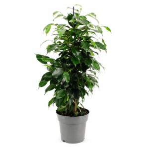 Ficus - Ficus benjamina 'Danielle' (vaso 17cm)