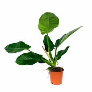 Filodendro Imperial Verde - Philodendron 'Imperial Green' (vaso 12cm)