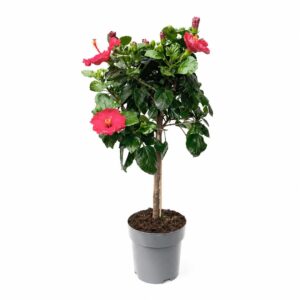 Hibisco - Hibiscus rosa-sinensis L. (vaso 23cm)