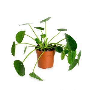 Planta Chinesa do Dinheiro - Pilea peperomioides (vaso 13cm)
