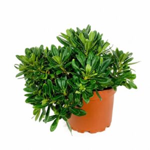 Pitosporo Anão - Pittosporum tobira 'Nana' (vaso 19cm)