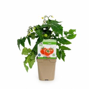 Tomate - Solanum lycopersicum (vaso 12cm)