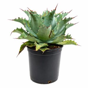 Agave - Agave durangensis (vaso 20cm)