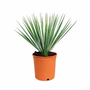 Iúca Azul - Yucca rostrata (vaso 20cm)