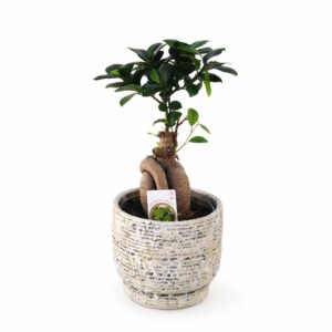 Ficus Ginseng c/ vaso decorativo - Ficus microcarpa (vaso 12cm)