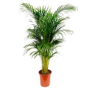 Areca Palm - Dypsis lutescens (21 cm pot)