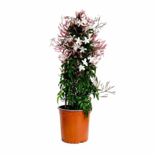 Poet's Jasmine - Jasminum polyanthum (17 cm pot)