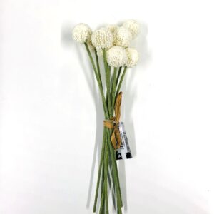 Ramo Craspedia - creme 28cm