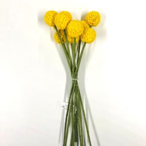 Ramo Craspedia - amarelo 28cm