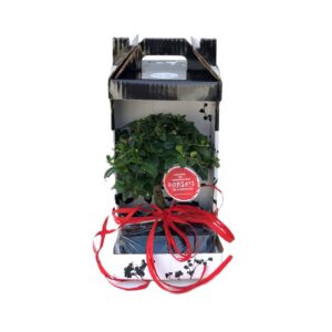 Bonsai Carmona 5 anos - Ehretia buxifolia