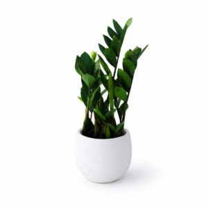 Kit Zamioculca em vaso decorativo AURA (branco)