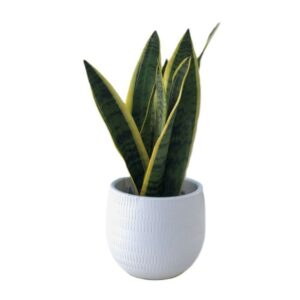 Kit Espada de Sta. Bárbara em vaso decorativo AURA (branco)