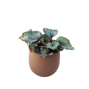 Kit Begonia  em vaso decorativo AURA ( mocha)