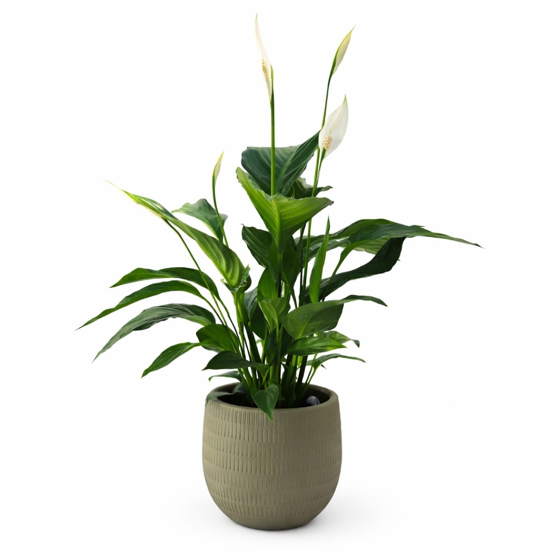 Peace Lily Kit in green AURA pot (green)