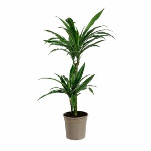 Dracaena - Dracaena fragrans ‘Warneckii’ (vaso 24cm)